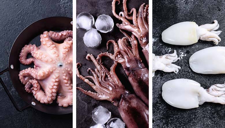 Mollusques