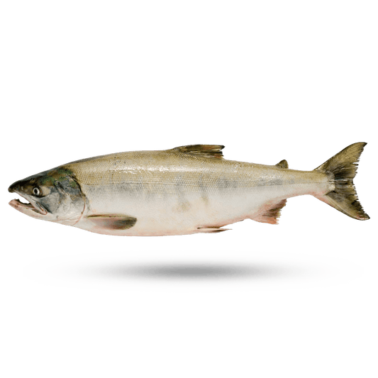 Saumon de l'Atlantique 