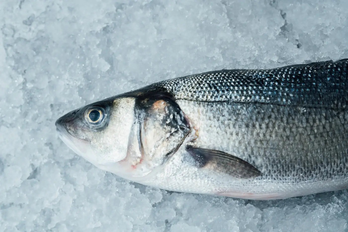 Loup de mer